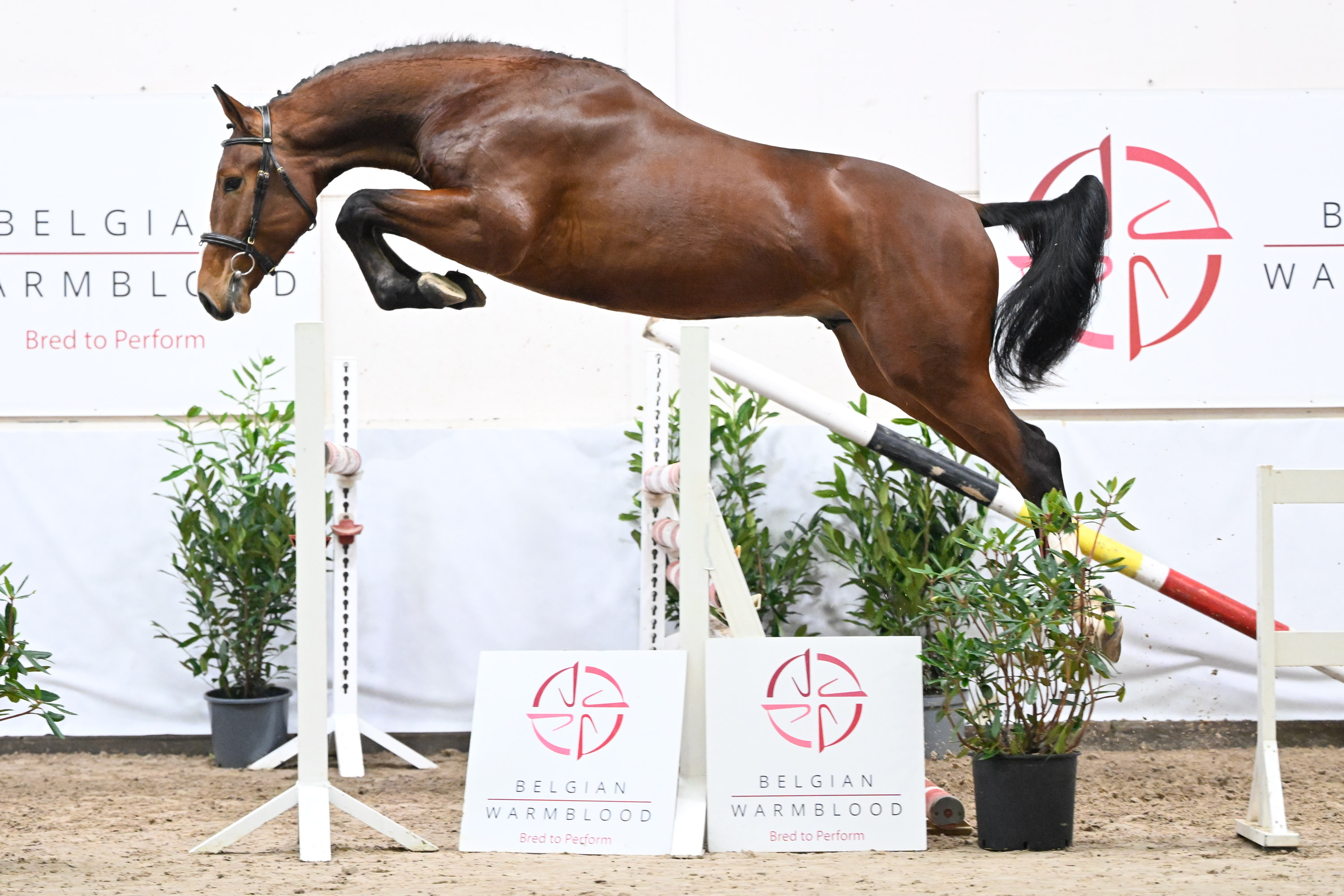 Two BWP auctions coming up | Belgian Warmblood