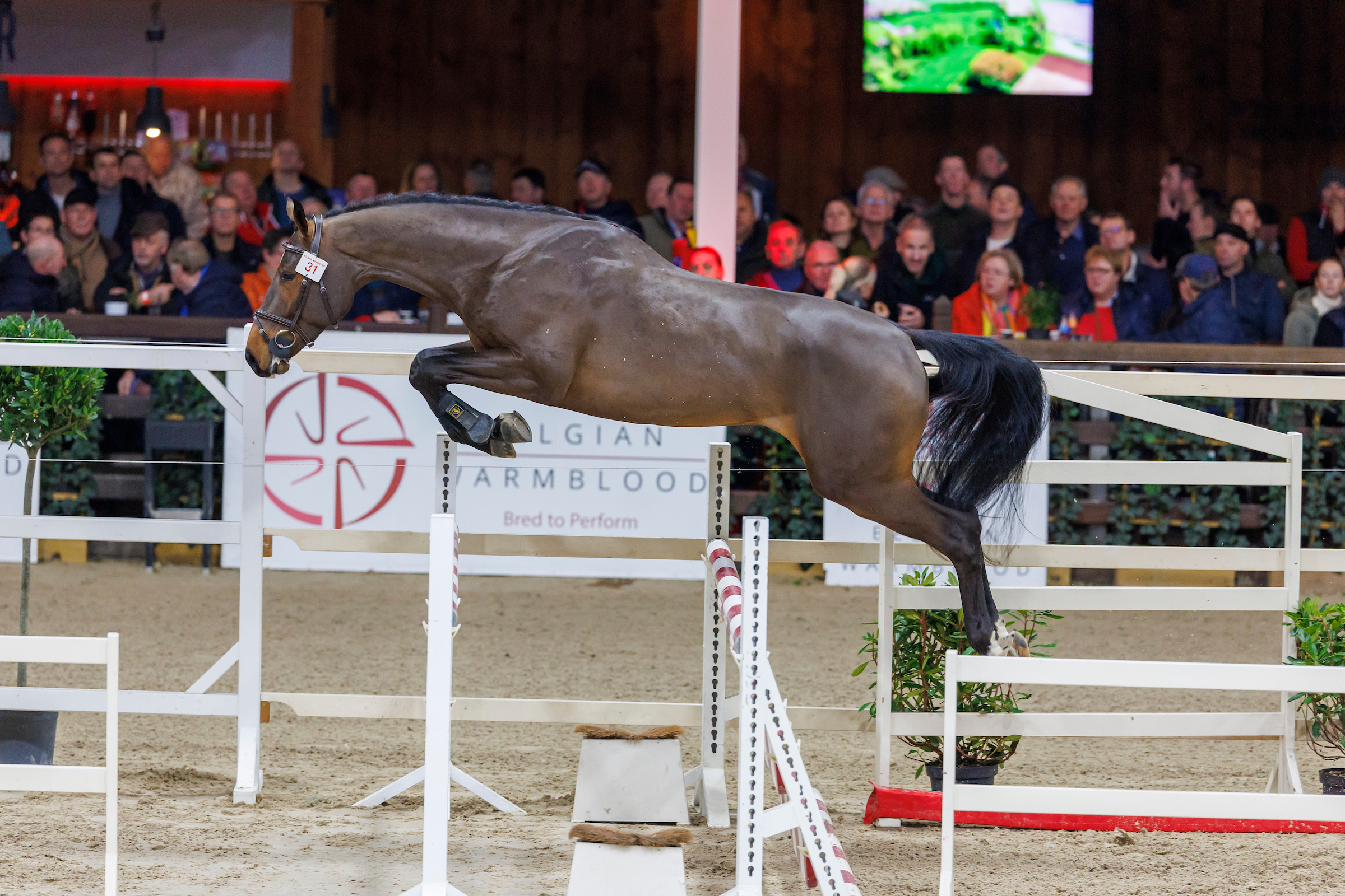 BWP Stallion Selection 2025 : enrollments can start | Belgian Warmblood