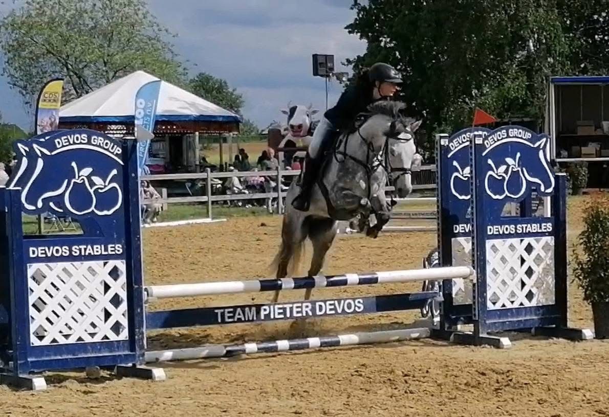 BRp-pony met P-label: Pride Pinky Bolero | Belgian Warmblood