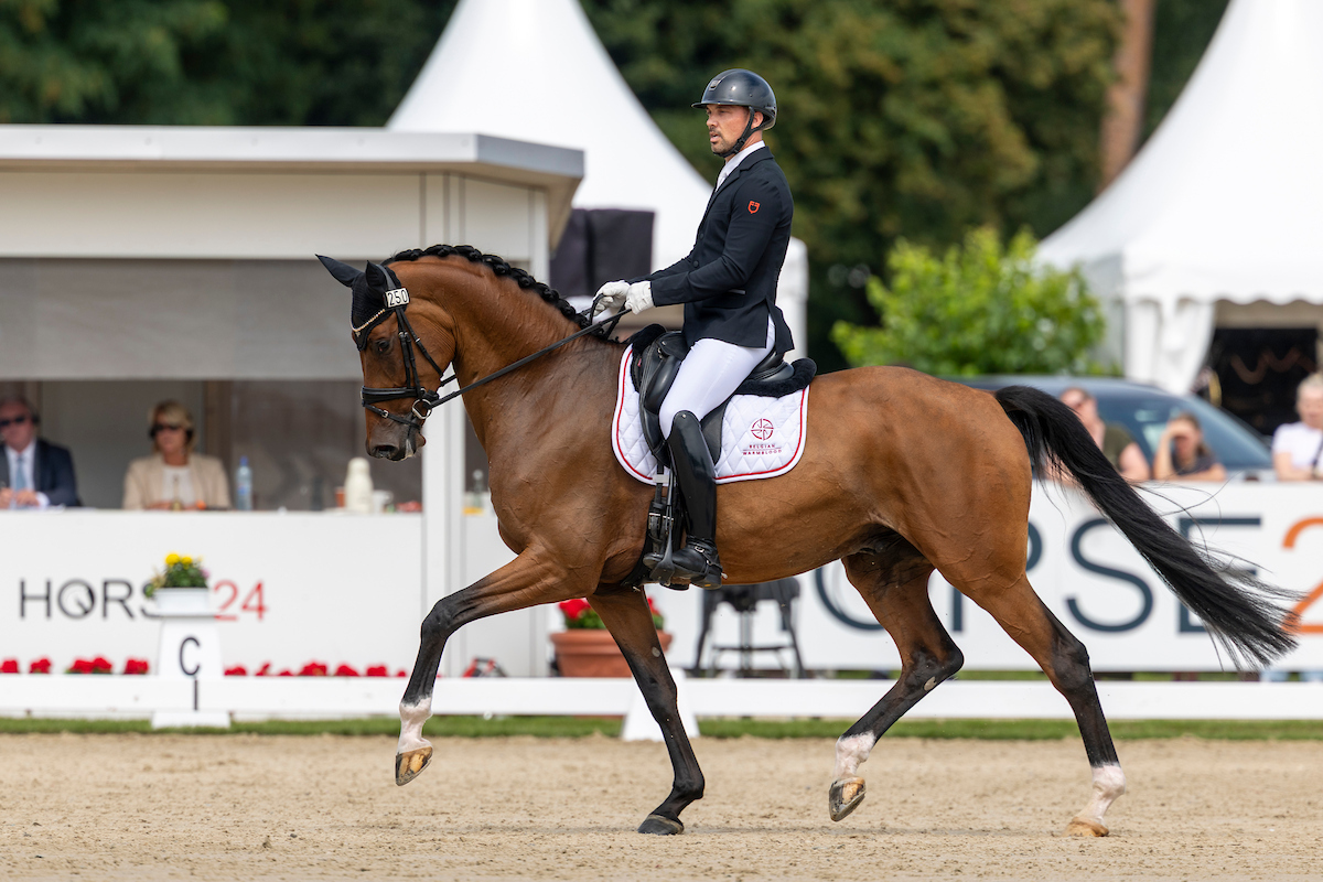 NIEUW | The Road to Verden | Belgian Warmblood