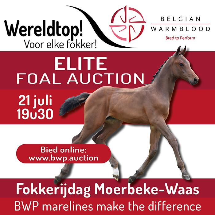 Elite Foal Auction