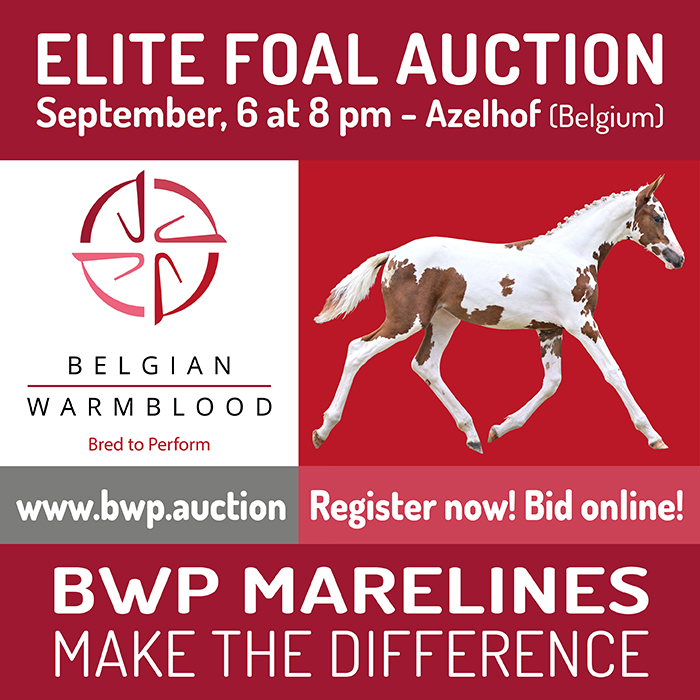 Elite foal auction