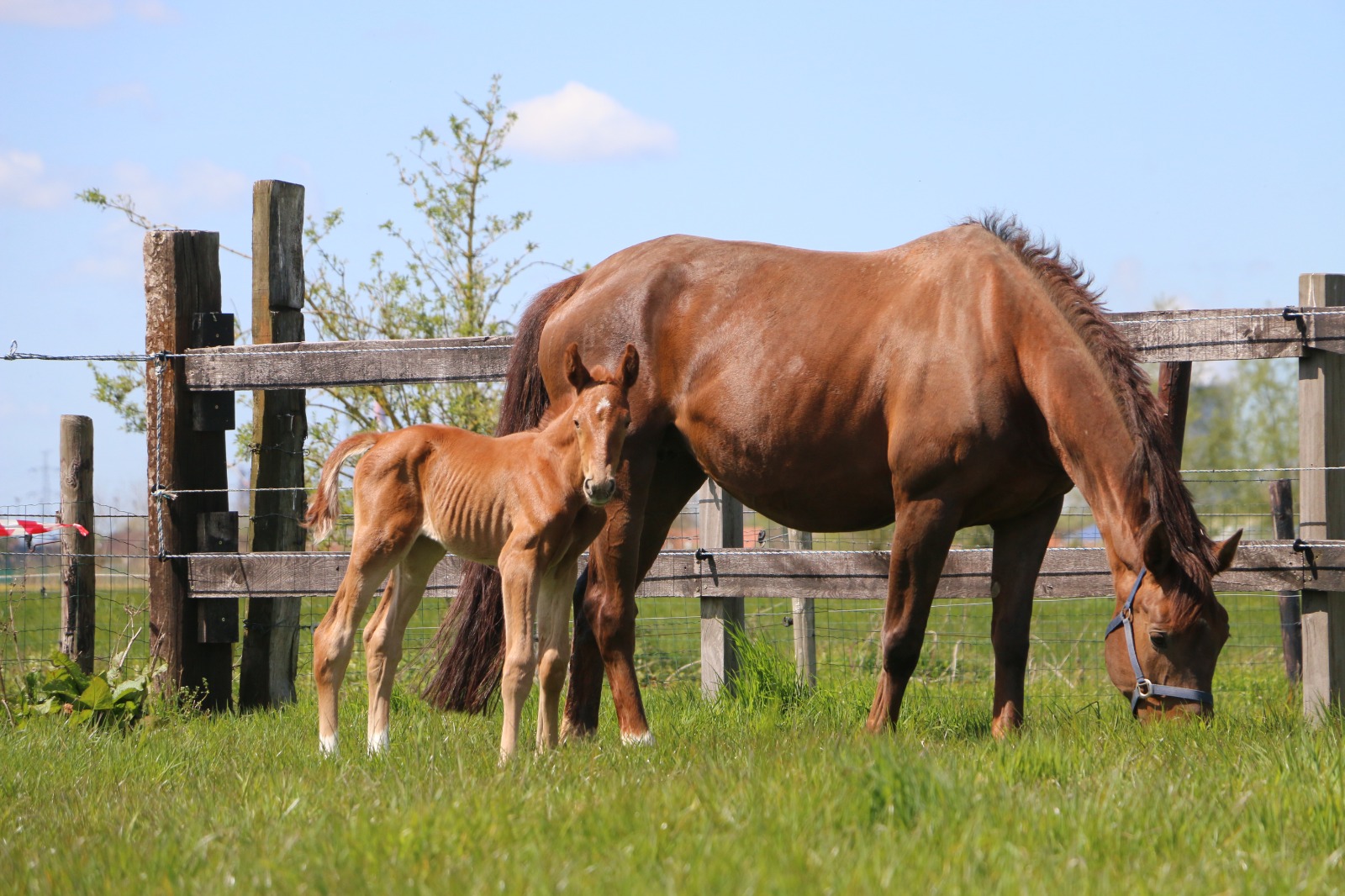 Qasirah van de Reistenhoek als veulen