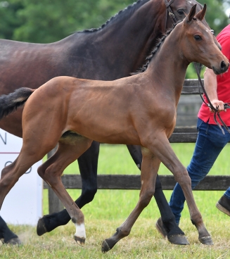 Elite Foal Auction