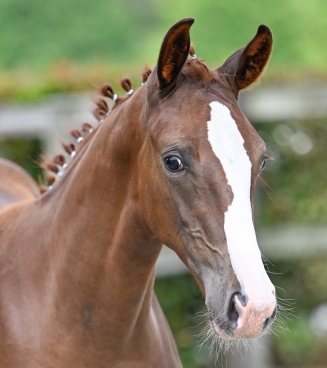 online foal auction