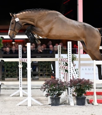 bred to jump contest vrijspringen limburg