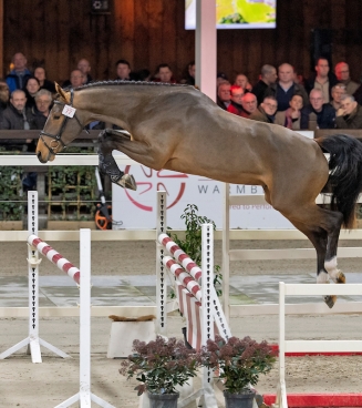 TOP STALLION AUCTION 2026