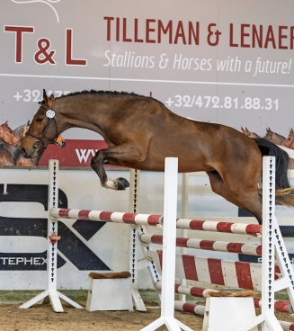 BRp Hengstenkeuring 2026