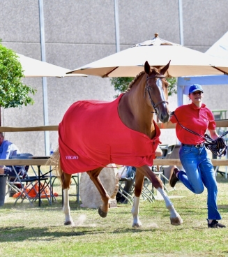 Fokkerijdag Pittem Torhout