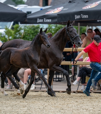 Fokkerijdag Veulenkampioenschap Zuid-Oost-Vlaanderen