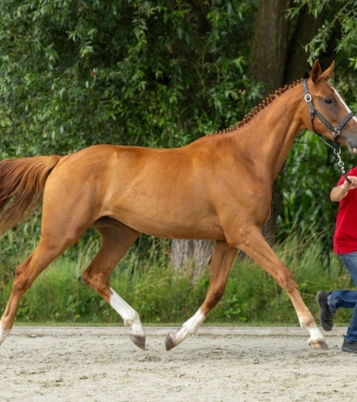Fokkerijdag ANTWERPEN 2026