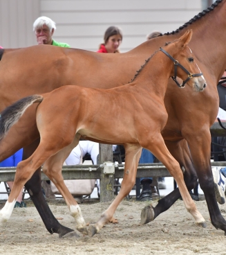 Fokkerijdag Sint-Niklaas