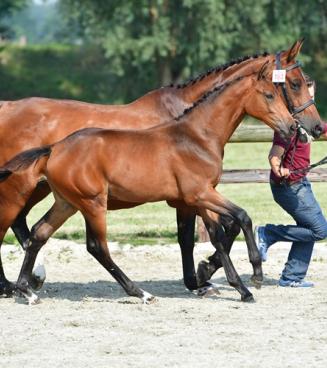 BWP Online Foal Auction 28/9 > 1/10 en 5>8/10 BWP Online Foal Auction 28/9 > 1/10 en 5>8/10