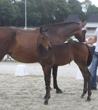 Flanders Foal Championship goes Wallonie - ANNULE