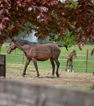 Concours d'elevage BWP Wallonië et de sauts en liberté OPEN ( 2 et 3 ans ) - 22/07/2018 Hannut