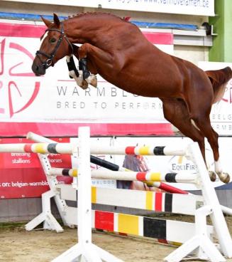 Selectie BWP Young Horses Auction, Geel Selectie BWP Young Horses Auction, Geel