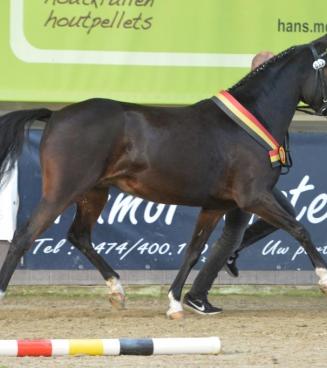 BRp Prijskamp en wedstrijd Bestgaande Rijpony, Oost- en West-Vlaanderen BRp Prijskamp en wedstrijd Bestgaande Rijpony, Oost- en West-Vlaanderen