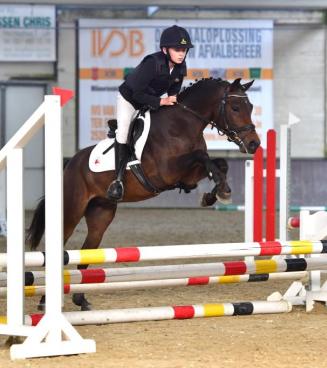 Bestgaande Rijpony, Brabant en Wallonië Bestgaande Rijpony, Brabant en Wallonië