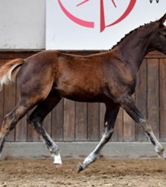 BWP Online Foal Auction BWP Online Foal Auction