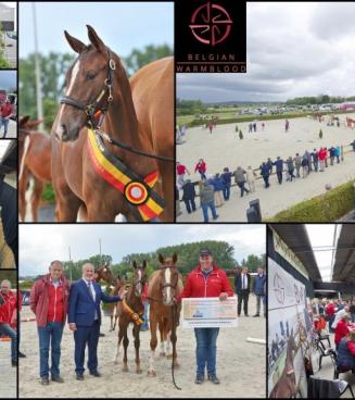 Nationaal Veulenkampioenschap BRp Nationaal Veulenkampioenschap BRp