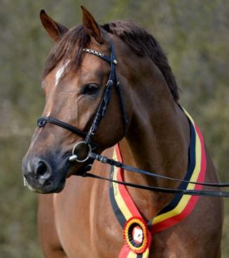 Journée d’information pour les étalons de dressage  âgés de 2 et de 3 ans