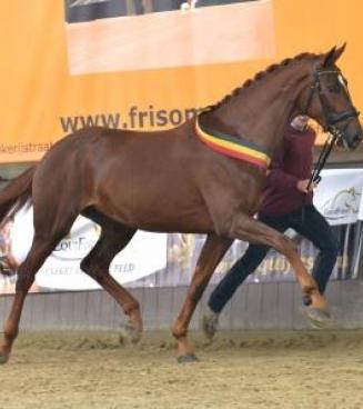 Belgian Warmblood-BWP Breeding Day