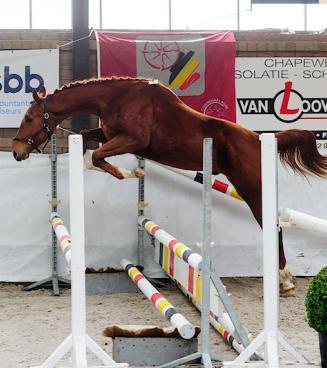 BWP Hoogstraten: tweede oefenavond vrijspringen BWP Hoogstraten: tweede oefenavond vrijspringen