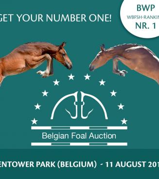 Belgian Foal Auction Belgian Foal Auction