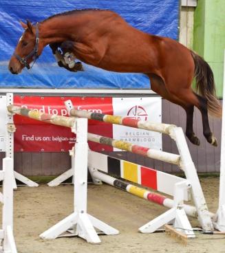 BWP Fokkerijdag met vrijspringen én afvaardiging naar Mechelen