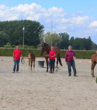 BWP veulenwedstrijd, Wambeek - AFGELAST