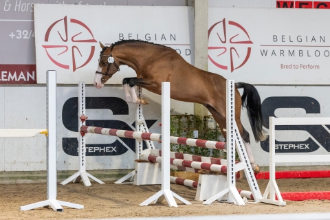 Elpenor van den Kievit