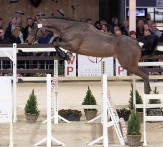 Info BWP Stallion Selection 2020 online Info BWP Stallion Selection 2020 online