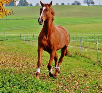 Onderzoek naar het oppervlaktegebruik van de paardensector Onderzoek naar het oppervlaktegebruik van de paardensector