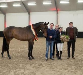 ONeill van t Eigenlo : 3-y-old BWP Champion Stallion 2017