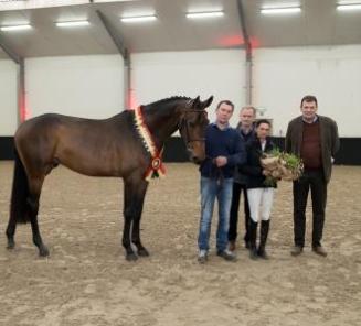 ONeill van t Eigenlo : 3-y-old BWP Champion Stallion 2017 ONeill van t Eigenlo : 3-y-old BWP Champion Stallion 2017