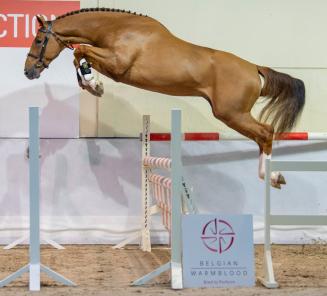 BWP Top Stallion Auction : register now for online bidding
