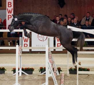 BWP TOP STALLION AUCTION PRESENTS: THE AUCTION STALLIONS BWP TOP STALLION AUCTION PRESENTS: THE AUCTION STALLIONS