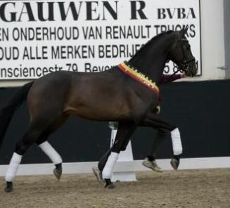 BWP welcomes 4 new dressage stallions