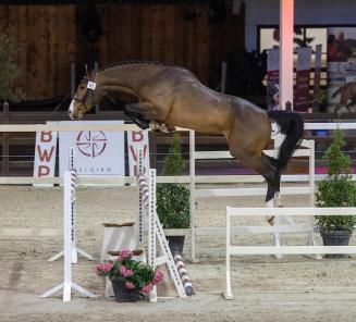 Artist van den Driehoek, l'as du BWP Top Stallion Auction Artist van den Driehoek, l'as du BWP Top Stallion Auction