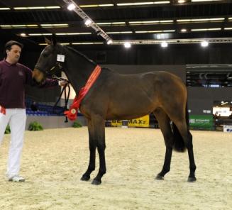 Agribex Ð Championnat National des Juments BWP. Agribex Ð Championnat National des Juments BWP.