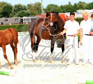 I'Am Moerhoeve's Star veulens schitteren in Wambeek I'Am Moerhoeve's Star veulens schitteren in Wambeek