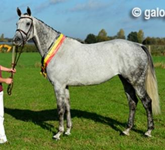 Dinsdag 28 oktober: Infomoment exterieur van een paard door Stefaan De Smet