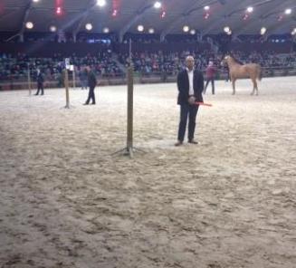 Prices stallion auctions Prices stallion auctions