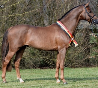 Dekking voor beste merrie Corsendonk Dressage Cup, levert dressuurkampioen BWP hengstenkeuring Dekking voor beste merrie Corsendonk Dressage Cup, levert dressuurkampioen BWP hengstenkeuring