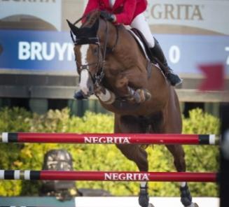 Elite Stallion in the spotlight: Pommeau du Heup (° 2003) Elite Stallion in the spotlight: Pommeau du Heup (° 2003)