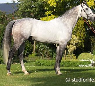 Elite Stallion in the spotlight: Dark de la Hart (° 2003) Elite Stallion in the spotlight: Dark de la Hart (° 2003)