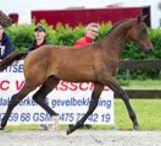Prize money National Championship BWP Elite Foals doubled! Prize money National Championship BWP Elite Foals doubled!
