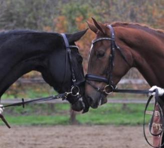 Corsendonk Dressage Cup: BWP?ers scoren tegen sterke buitenlandse concurrentie