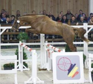 BWP Top Stallion Auction: 37 auction stallions in 2016! BWP Top Stallion Auction: 37 auction stallions in 2016!