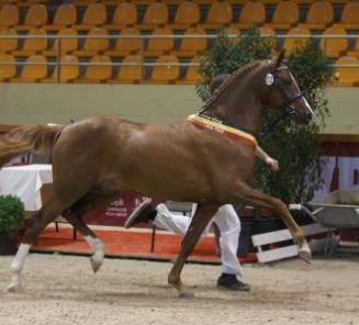 Stallion Selection for the Studbook of the Belgian Riding Pony (BRp)
